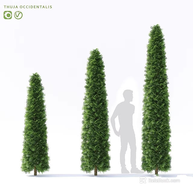 Tall Cone Shaped Green Garden Decor Plants With Human Figure For Scale 3d model 