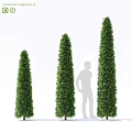 Tall Cone Shaped Green Garden Decor Plants With Human Figure For Scale