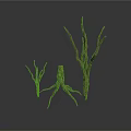 Dry Plant Branches With Various Heights And Shapes On White Background