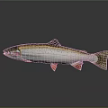 Rainbow Trout Featuring Colorful Stripes Spotted Body And Red Fins On Shiny Dark Background