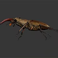 Stag Beetle With Large Red Mandibles And Brown Body On Dark Background Close Up View