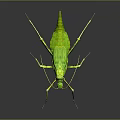 Green Praying Mantis Displaying Long Limbs And Wings On Gray Background With Reflection 3d model