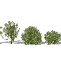 Lush Shrubs with Green Leaves and Purple Flowers in Various Healthy Growth Forms