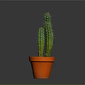Potted Green Columnar Cactus with Spines in Orange Terracotta Pot on Dark Background