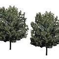 Two Green Arbor Trees with Lush Foliage and Straight Trunks 3d model