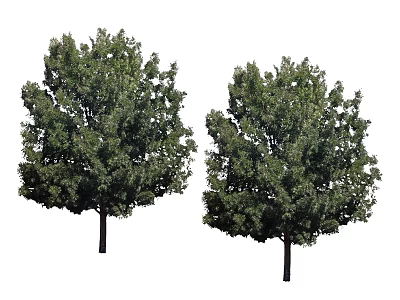 Two Green Arbor Trees with Lush Foliage and Straight Trunks 3d model