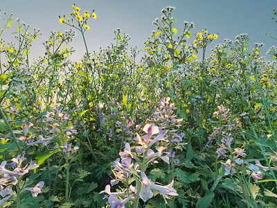 Lush Flowering Shrubs With Purple And Yellow Blooms In Sunlit Natural Garden 3d model