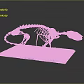 Small Mammal Skeleton Displayed on Blue Base with Dark Background and Detailed Structure 3d model