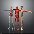 Human Body Models Skeleton With Organs Muscle Structure And Hair Details Arms Extended In Gray Background