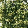 Lush Green Vine Climbing On Metal Trellis With Dense Foliage And Fresh Leaves