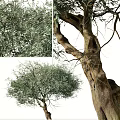 Olive Trees With Lush Green Foliage And Thick Trunks In Natural Setting 3d model