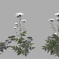 Green Leaf Plants With White Flowers And Lush Foliage Arranged In Multiple Groups