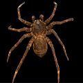 Brown Spider With Eight Legs And Patterned Body On Black Background Close Up 3d model