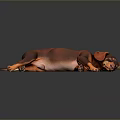 Realistic Brown And Orange Dachshund Lying Relaxed On Black Background
