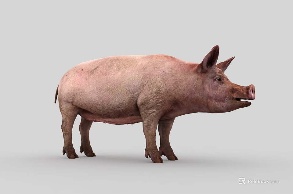 Pink Domestic Pig Standing On Gray Background With Natural Skin Texture 3d model 