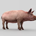 Pink Domestic Pig Standing On Gray Background With Natural Skin Texture 3d model