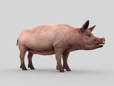 Sow meat pig domestic pig mountain pig 3d model Sow meat pig domestic pig mountain pig 3d model