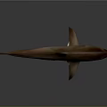 Realistic Brown Shark With Sharp Dorsal Fin And Muscular Body On Dark Background