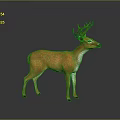 Realistic Orange And White Deer With Antlers Standing On Reflective Black Surface And Gray Background