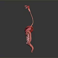 Human Organs And Hair Structure 3D Model Display With Liver Intestines And Teeth