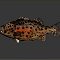 Vibrant Red And Black Spotted Aquatic Fish With Detailed Scales And Shiny Body