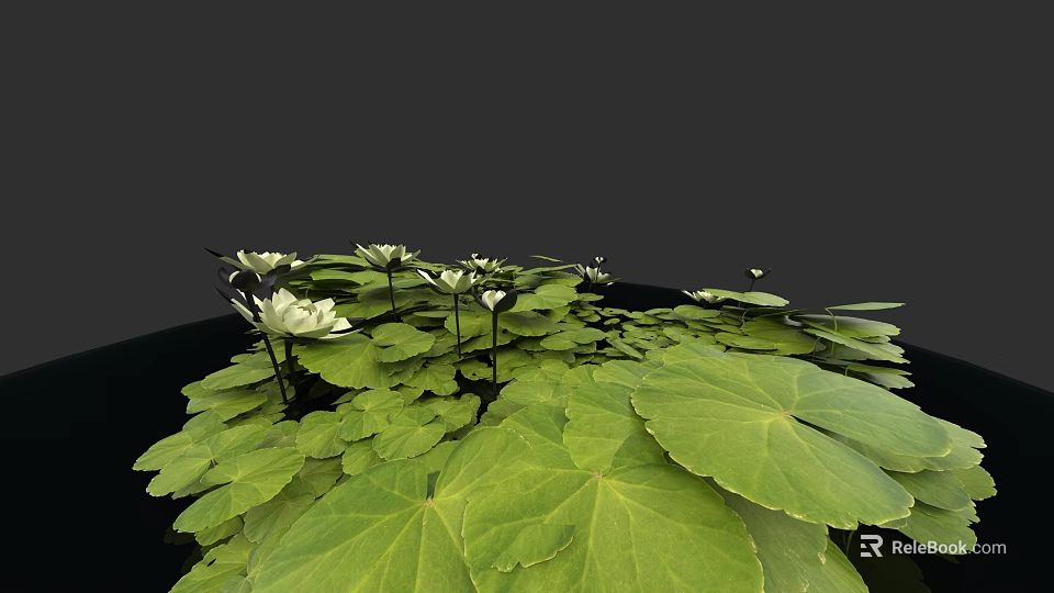 Green Lotus Leaves With White Flowers Botanical Painting On Black Background 3d model 