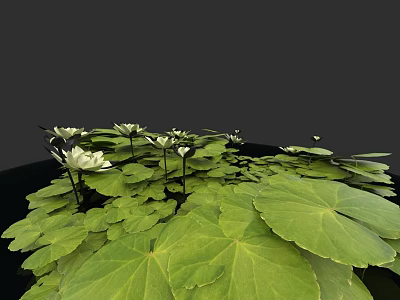 Green Lotus Leaves With White Flowers Botanical Painting On Black Background 3d model
