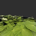 Green Lotus Leaves With White Flowers Botanical Painting On Black Background