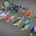 Colorful Aquatic Animals Various Fish With Bright Colors And Patterns Swimming Together