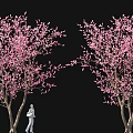 Cluster peach blossom tree cherry blossom tree pool bonsai sketch ancient tree street tree 3d model
