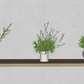 Three White Vases With Green Plants On Light Wooden Shelf Against Light Wall
