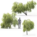Weeping Willow Trees With Lush Green Leaves In Natural Landscape And Human Figure For Scale