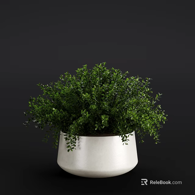Bonsai Potted Plant with Lush Green Foliage in White Ceramic Pot Against Dark Background 3d model 