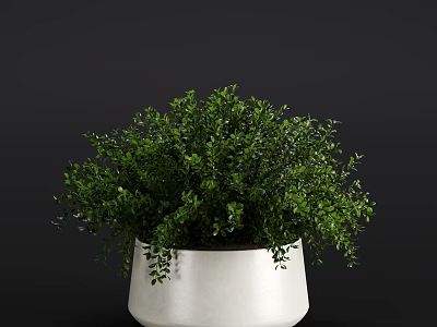 Bonsai Potted Plant with Lush Green Foliage in White Ceramic Pot Against Dark Background 3d model