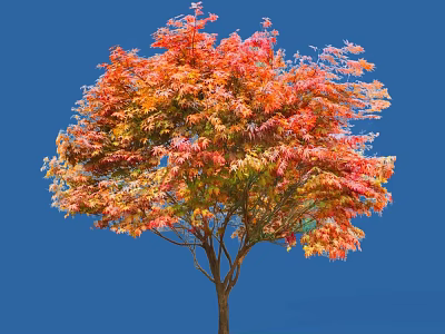 Autumn Arbor Tree With Vibrant Red Orange Leaves Against Blue Sky 3d model