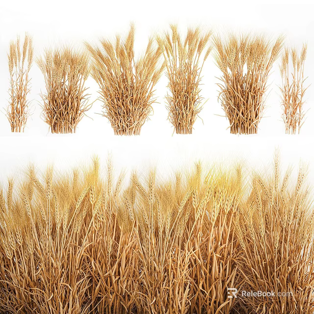 Ripe Golden Wheat Crop in Agricultural Field With Healthy Ears and Stalks 3d model 