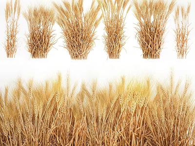Ripe Golden Wheat Crop in Agricultural Field With Healthy Ears and Stalks 3d model