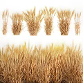 Ripe Golden Wheat Crop in Agricultural Field With Healthy Ears and Stalks