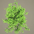 Lush Green Arbor Tree With Dense Canopy And Vibrant Foliage In Natural Scene