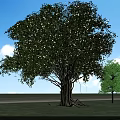 Arbor With Lush Foliage Thick Trunk Exposed Roots Green Grass Small Trees And Blue Sky