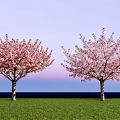 Cherry Trees With Pink Blossoms Standing On Green Grass Against Blue Sky