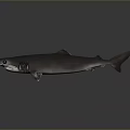 3D Rendered Shark With Gray Body Green Eyes Fins And Tail Against Gray Background