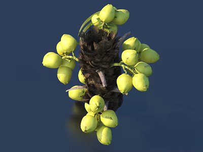 Fresh Green Oval Palm Fruits Clustered Naturally Hanging on Brown Branch 3d model