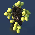 Fresh Green Oval Palm Fruits Clustered Naturally Hanging on Brown Branch