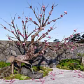 Ornamental Flowering Tree With Pink Blossoms Against Stone Wall Moss Scattered Petals And Green Plants