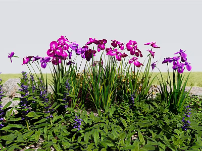 Pink and Purple Flowers Blooming with Green Leaves and Stones in Garden Bed 3d model