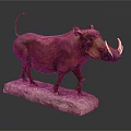 Warthog Taxidermy Specimen Standing On Stone Base With Brown Fur And Tusks