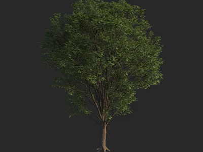 Arbor With Lush Green Foliage And Strong Trunk On Dark Background 3d model