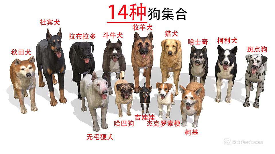 Collection of 14 Different Dog Breeds Including Doberman Labrador and Bulldog 3d model 