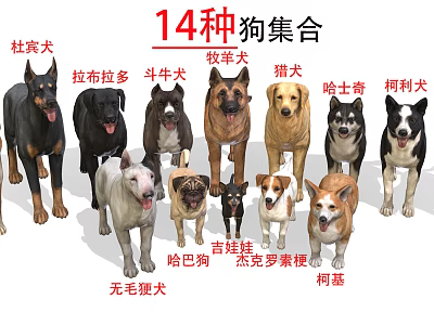 Collection of 14 Different Dog Breeds Including Doberman Labrador and Bulldog 3d model